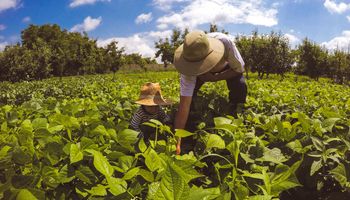 Governo vai pagar R$ 1,2 mil a agricultores com prejuízo na safra  