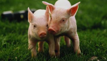 China tem novo surto de Peste Suína Africana