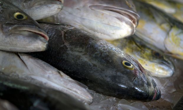 Volume de peixe exportado pelo Brasil cresce quase 50%