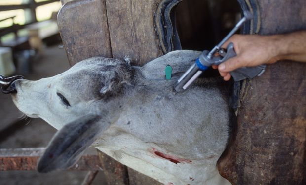 Veterinários alertam sobre os riscos da raiva na criação de animais