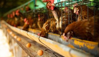 Gripe aviar: detectan más casos en Córdoba, Salta y Santa Fe y crece la preocupación en el sector avícola