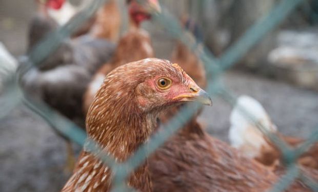 Alertan sobre la posibilidad de que el virus de la gripe aviar pueda infectar a humanos