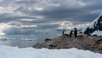 Gripe aviar en la Antártida: científicos detectaron un “brote masivo” en el continente blanco
