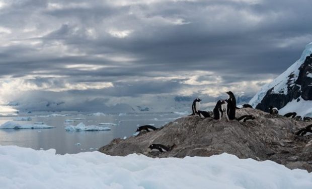 Gripe aviar en la Antártida: científicos detectaron un “brote masivo” en el continente blanco