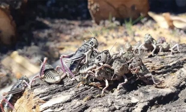 Tres provincias en alerta fitosanitaria por una plaga que puede afectar a la actividad agropecuaria