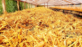 Conheça o ginseng, planta medicinal cultivada no Paraná que conquista selo de origem