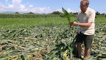El caso de un productor que sembró maíz GMO en una zona prohibida y motivó una aclaración de la Unión Europea sobre estos cultivos