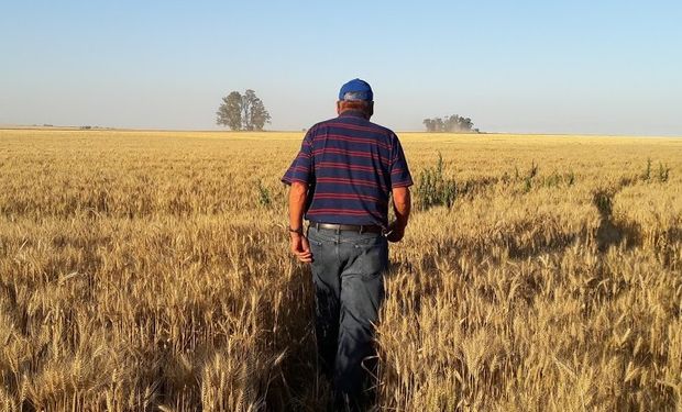 El gran desafío es diseñar rotaciones que puedan (en la medida de lo posible) imitar a los ecosistemas naturales.