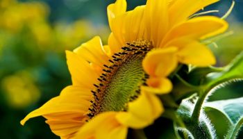 Nuevo criterio para comercializar aceite de girasol