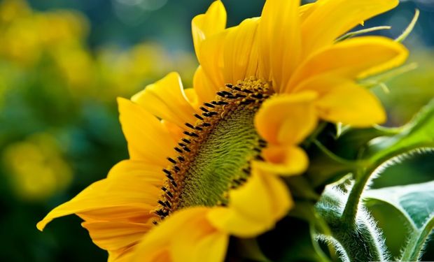 Nuevo criterio para comercializar aceite de girasol