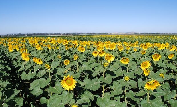 Girasol: los cinco factores detrás del crecimiento del 40% en la intención  de siembra | Agrofy News