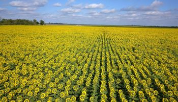 El girasol recupera terreno y va por más