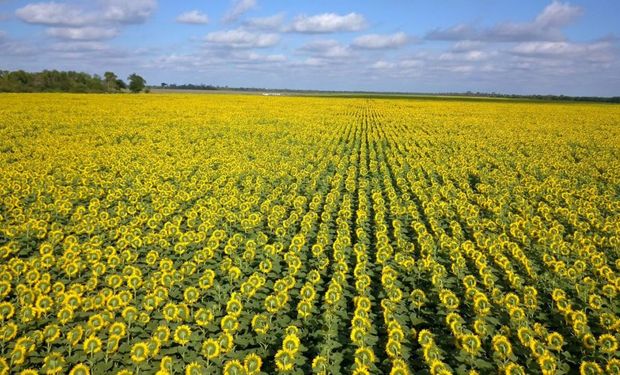 En el próximo Congreso de Girasol se debatirá cómo allanar el camino para reforzar esta tendencia.