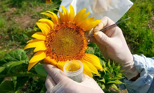 Realizan un descubrimiento en el girasol que cambiaría los tiempos del mejoramiento genético