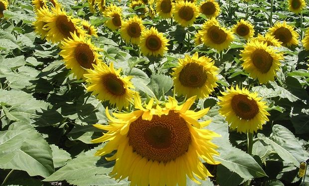 Girasol: se espera un 2022 con mayor producción e industrialización