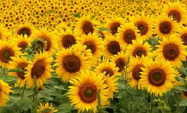 Sequía y abastecimiento de semillas: dos factores que preocupan a los productores de girasol 