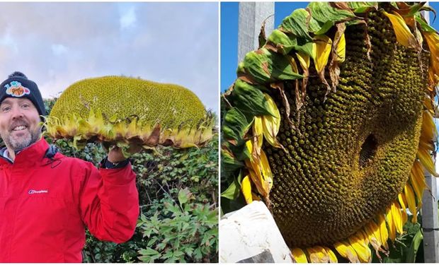 Récord: cosechó el girasol más pesado del mundo y cuenta los secretos para producirlo