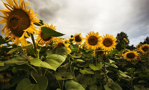 Escondieron US$ 5 millones: piden hasta ocho años de prisión para los dueños de una empresa de Reconquista que exportaba algodón y girasol