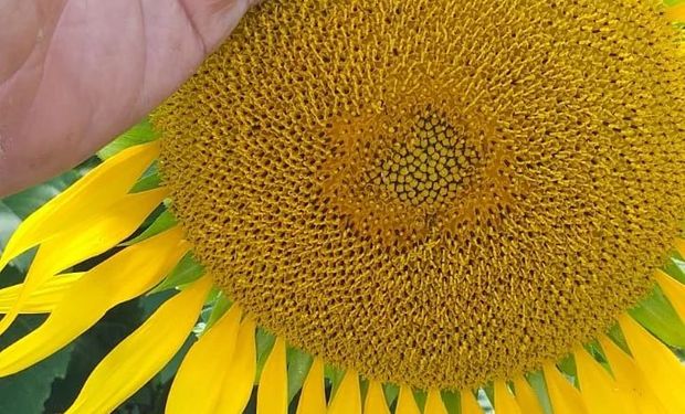 ¿Con US$ 4 por hectárea se puede aumentar el rinde hasta un 15%?