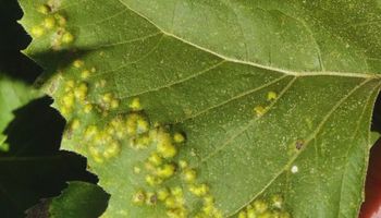 Girasol: detectan enfermedades en el centro del país y recomiendan intensificar el monitoreo