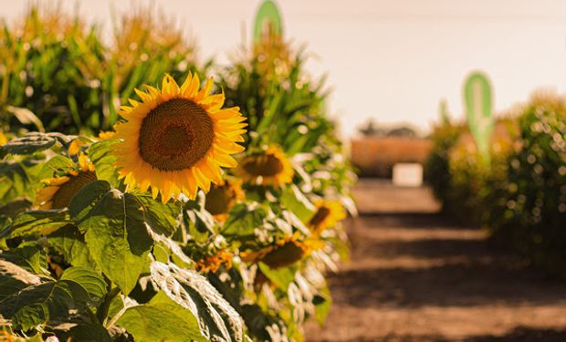 El girasol se prepara para tener su año más dinámico en el mercado | Agrofy  News