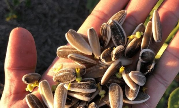 La revolución de las Pipas: la empresa argentina que es líder global en girasol confitero lanzó un snack que "rompe todas las reglas"