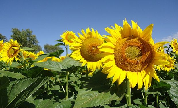 Se espera que la cosecha de girasol brinde “aportes récord” a la economía  argentina | Agrofy News