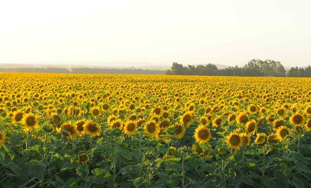 El área sembrada de girasol creció un 39,3%.