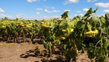 Lanzan un híbrido de girasol con genes de resistencia a herbicidas