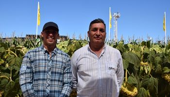 La experiencia de un productor que sumó girasol en una zona poco habitual: "Nos pareció un cultivo muy noble"