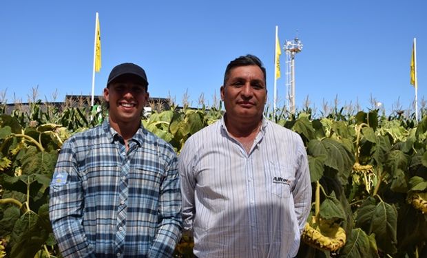 La experiencia de un productor que sumó girasol en una zona poco habitual: "Nos pareció un cultivo muy noble"