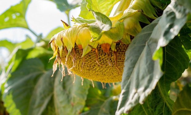 El girasol vuelve con fuerza a la zona núcleo: "El mejoramiento que se ha logrado es impresionante"