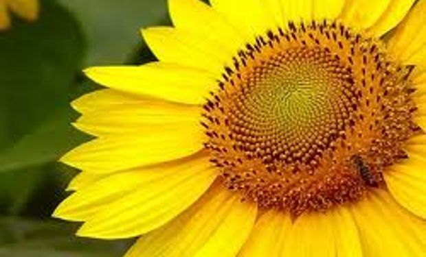 Girasol: una opción rentable en el portfolio del productor