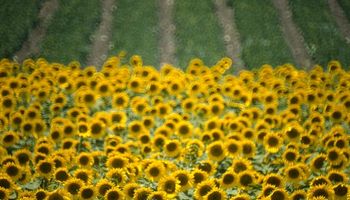 Crece el área sembrada con girasol en Santa Fe