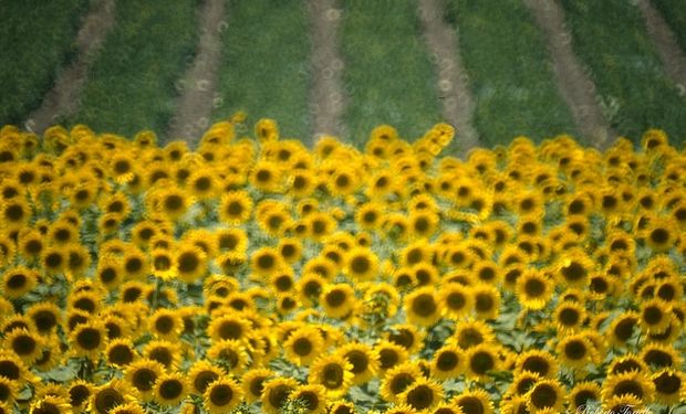 Sequía afecta al girasol | Agrofy News