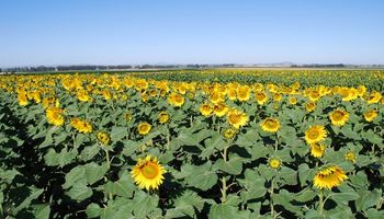 El “Remate del 1er. Lote de Girasol 2018/19” se traslada a Rosario