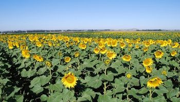 Aumentó un 7% la superficie sembrada de girasol en Buenos Aires