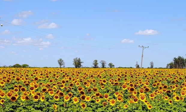 Con un precio de 62 mil pesos la tonelada, se remató el primer lote de girasol