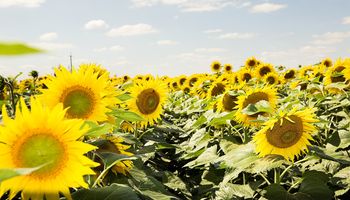 Girasol: el nuevo híbrido del cultivo estrella que lidera ensayos comparativos de rendimiento