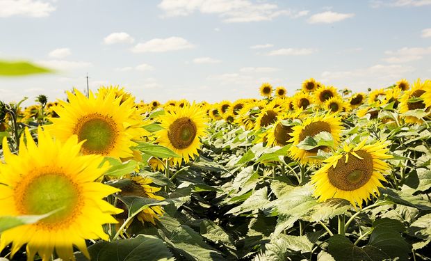 Girasol: el nuevo híbrido del cultivo estrella que lidera ensayos comparativos de rendimiento