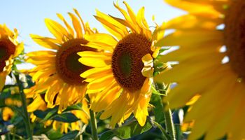Radiografía de dos nuevas amenazas para el cultivo de girasol