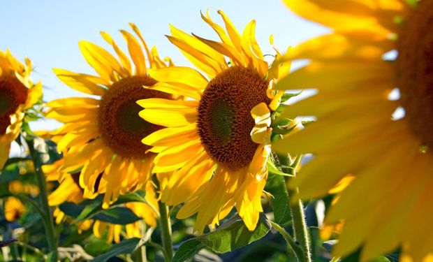 Radiografía de dos nuevas amenazas para el cultivo de girasol | Agrofy News