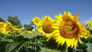 Advirtieron que el girasol es un cultivo "en peligro de extinción"