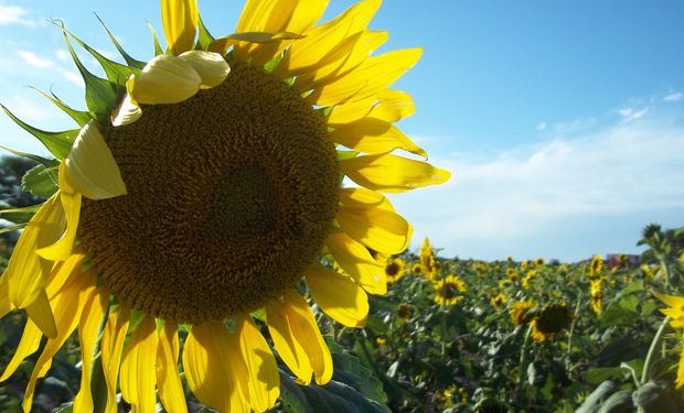 Se registra una leve declinación en los precios internacionales del aceite de girasol.