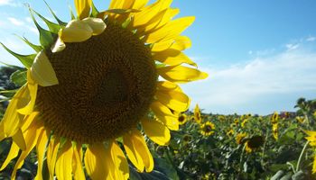 Girasol: buenos rindes en el Norte