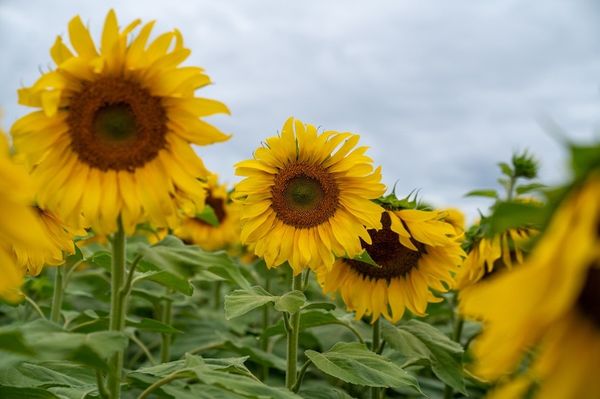 girasol advanta