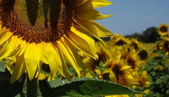 Cae la expectativa de producción mundial de girasol