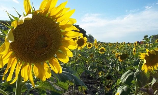 Tras la conferencia de prensa de oficialización del certamen, los organizadores resaltaron la importancia del cultivo para el país.