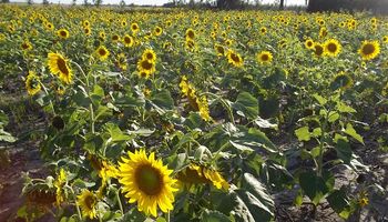 Avanza a ritmo constante la cosecha de girasol con buenos rendimientos 