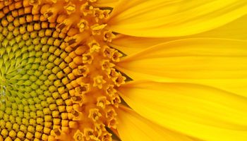 En una campaña “Niña”, ¿conviene sembrar girasol?